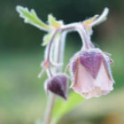 Water avens