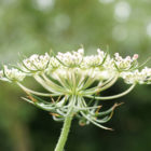 wild-carrot