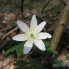 wood-anemone
