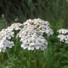 yarrow