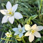 Star of Bethlehem flower