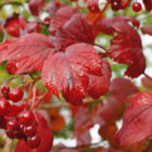 guelder rose
