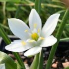 star of bethlehem