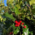 Holly