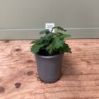 Bloody cranesbill 9cm pot