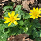 Lesser celandine