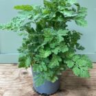 Feverfew 1 litre pot