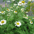 feverfew