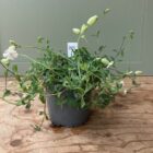 Bladder campion 1 litre pot