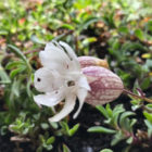 bladder-campion