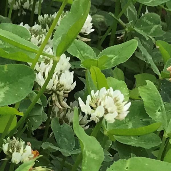 White clover