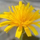 Rough hawkbit
