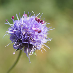 Meadow Wildflowers