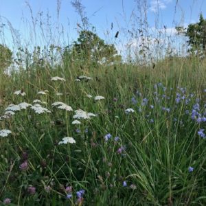 Wildflower plant collections