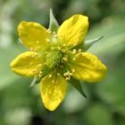 Wood avens