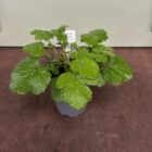 Wood avens 9cm pot