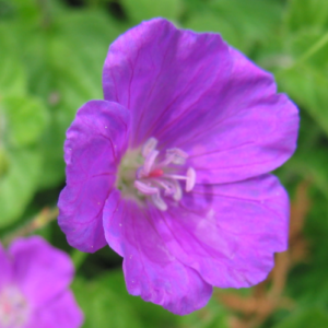 Cottage Garden Wildflowers