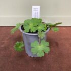 Hedgecranesbill 9cm pot