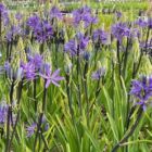 Camassia leichtlinii 'Caerulea'