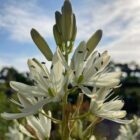 Camassia leichtlinii 'Alba'