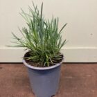 Cheddar pink 9cm pot