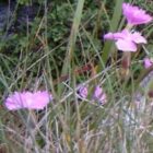 Cheddar pink