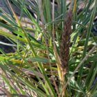 Sesleria flower head August