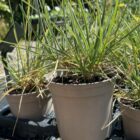 Sesleria nitida