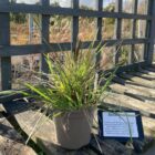 Sesleria nitida