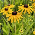 Rudbeckia 'Viettes Little Suzy'