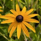 Rudbeckia deamii flower h