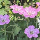 Geranium 'Mavis Simpson'