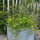 wildflower and grasses container