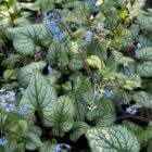 Brunnera mac 'Jack Frost'
