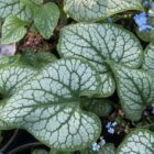 Brunnera mac 'Jack Frost' leaves