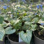 Brunnera mac 'Jack Frost' pot