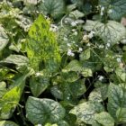 Brunnera mac 'Mr Morse'