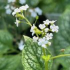 Brunnera mac 'Mr Morse' flowers