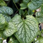 Brunnera mac 'Mr Morse' leaves