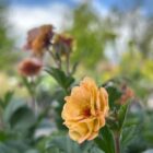 Geum 'Mai Tai'