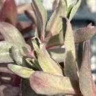 Sedum 'Purple Emperor' foliage