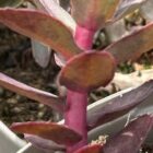 Sedum red stems