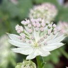 Astrantia 'Buckland'