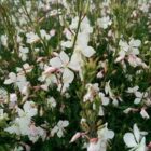Gaura Geyser White