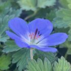 Geranium Rozanne flower
