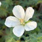 Geranium sanguineum 'Album'