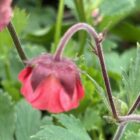 Geum Pink Petticoats