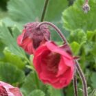 Geum Pink Petticoats2