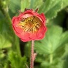 Geum Pink Petticoats3