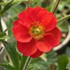Geum 'Scarlet Tempest' flower head